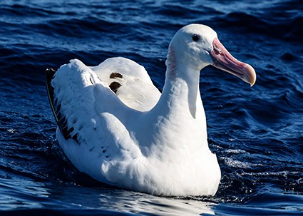 Snowy/Tristan/Antipodean Albatross - Rodney Falconer