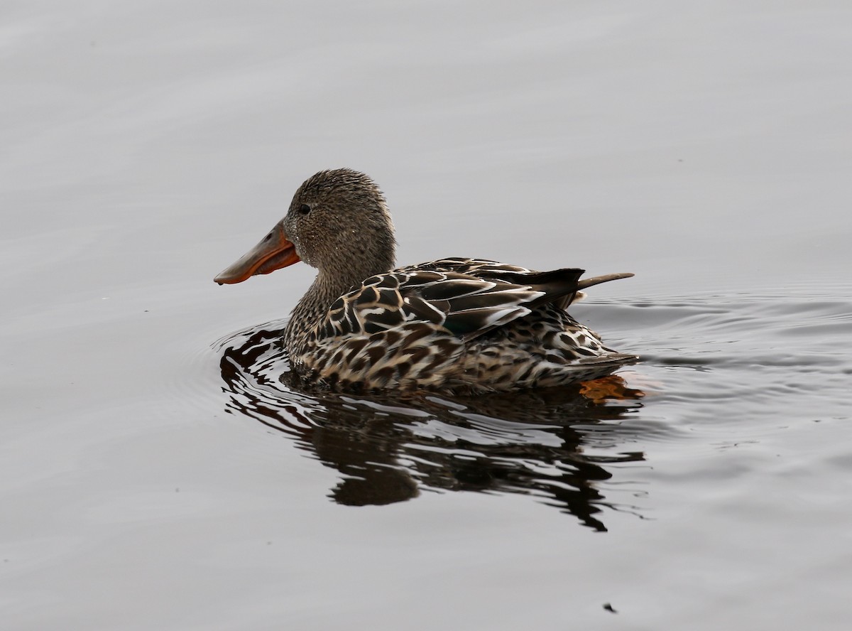 Northern Shoveler - ML572761761