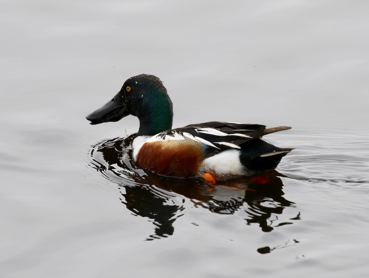 Northern Shoveler - Sandy Vorpahl