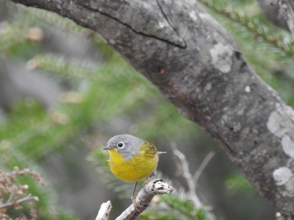 Nashville Warbler - ML572761861