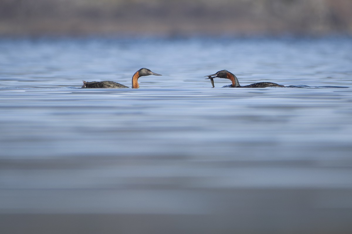 Great Grebe - ML572762201