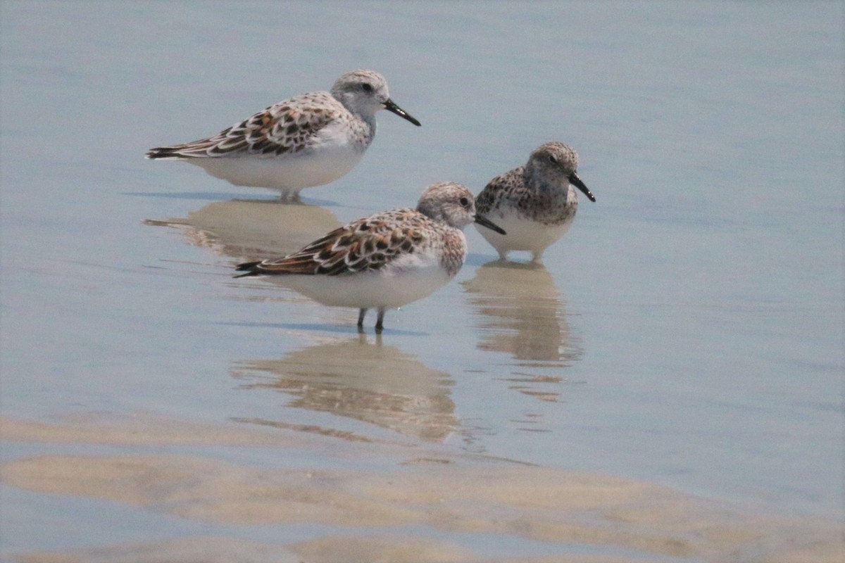 Sanderling - ML57276241