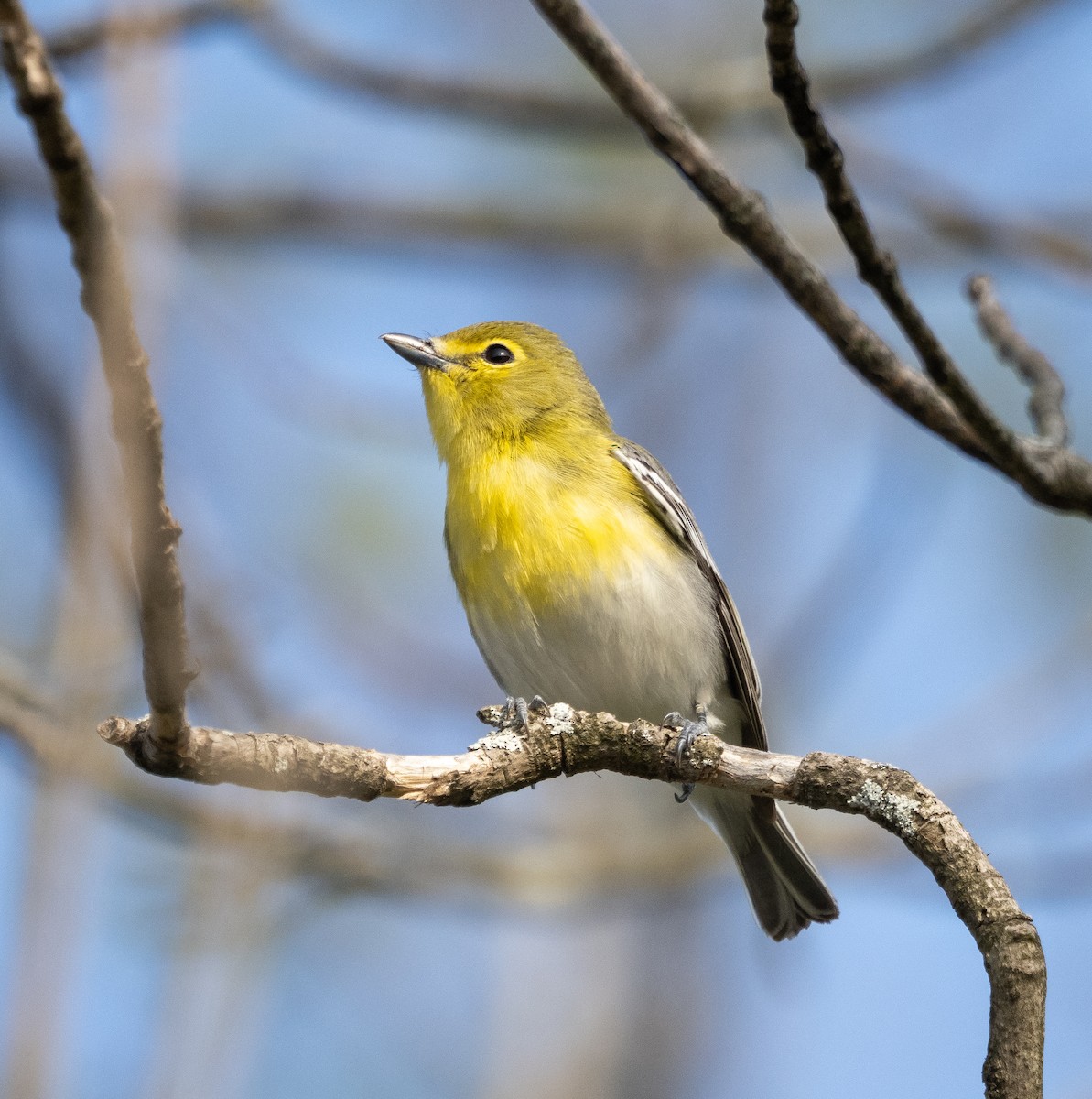 Yellow-throated Vireo - ML572762541