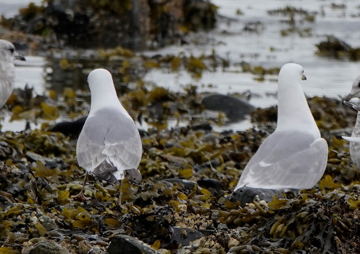 Larus sp. - ML572762591