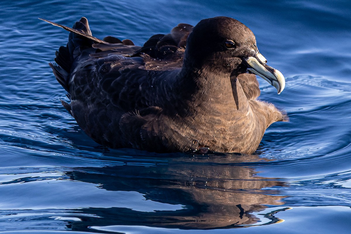 White-chinned Petrel - ML572762801