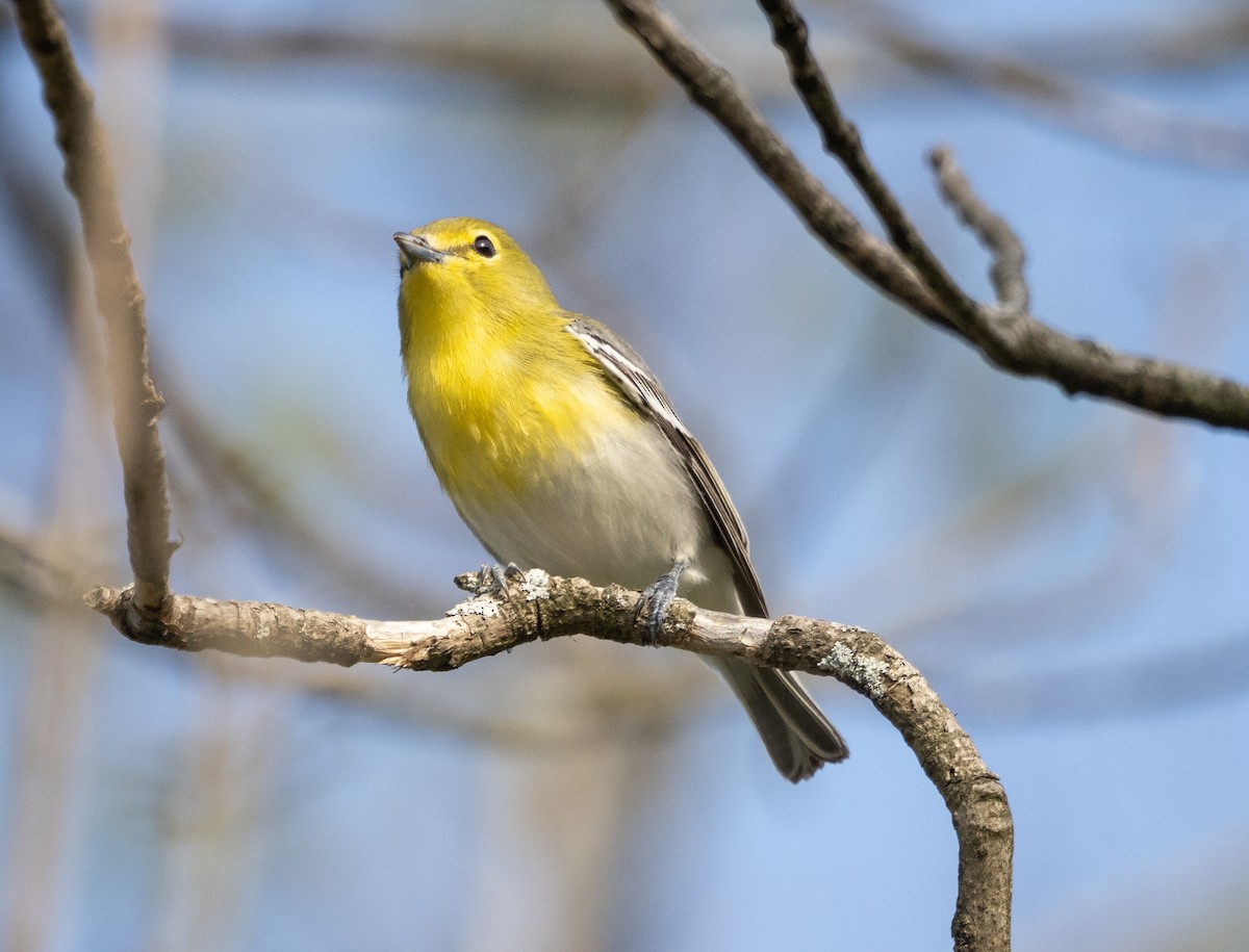 Yellow-throated Vireo - ML572763031