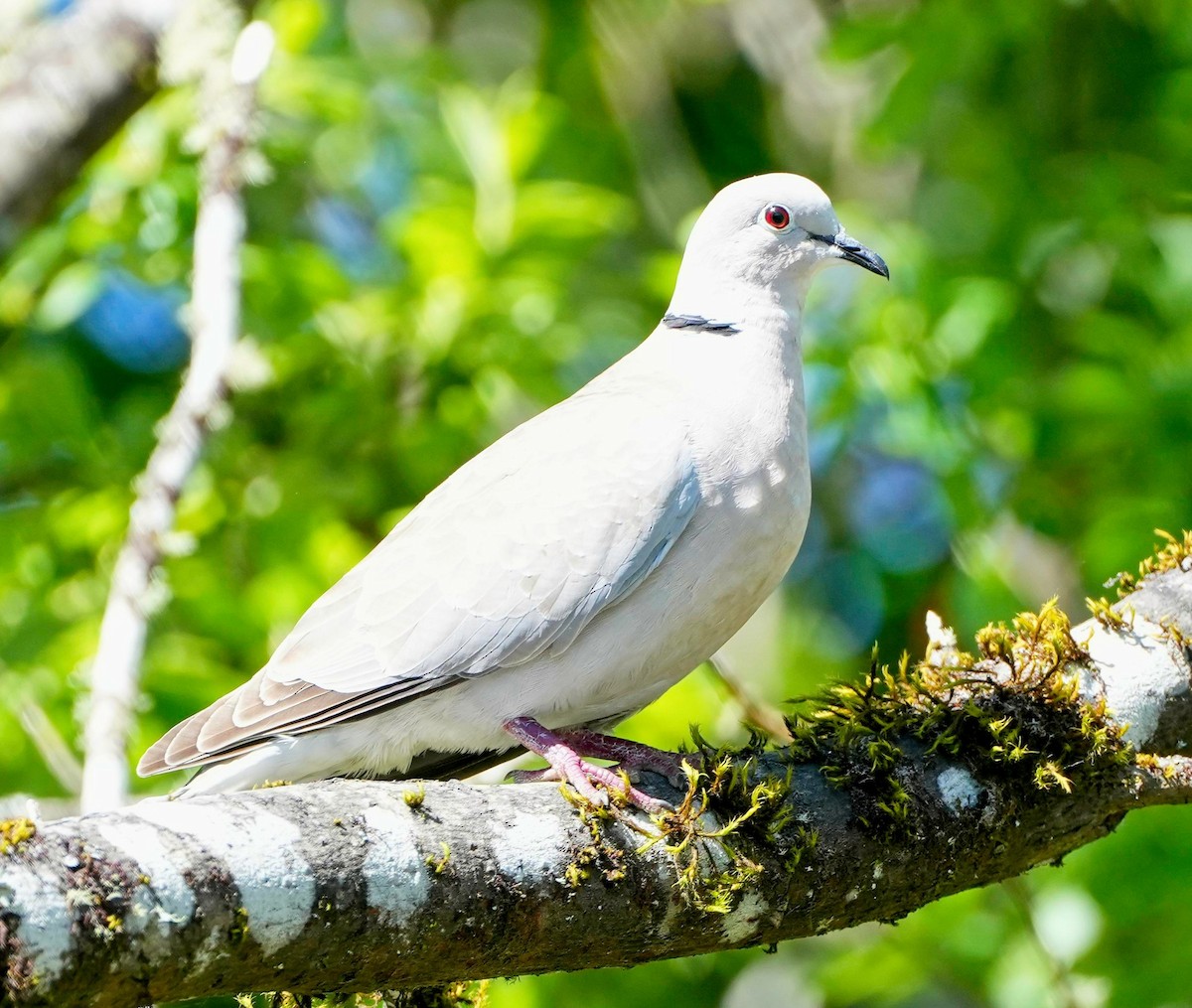 Eurasian Collared-Dove - ML572763751