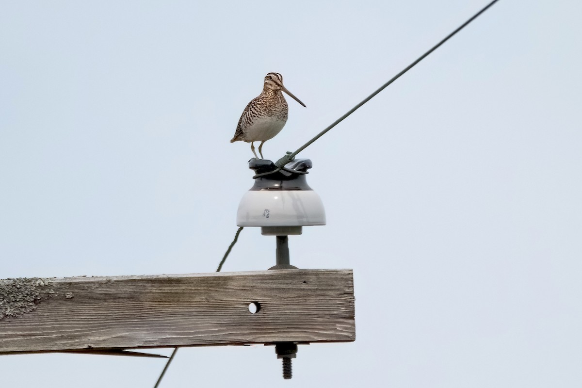 Wilson's Snipe - Sue Barth