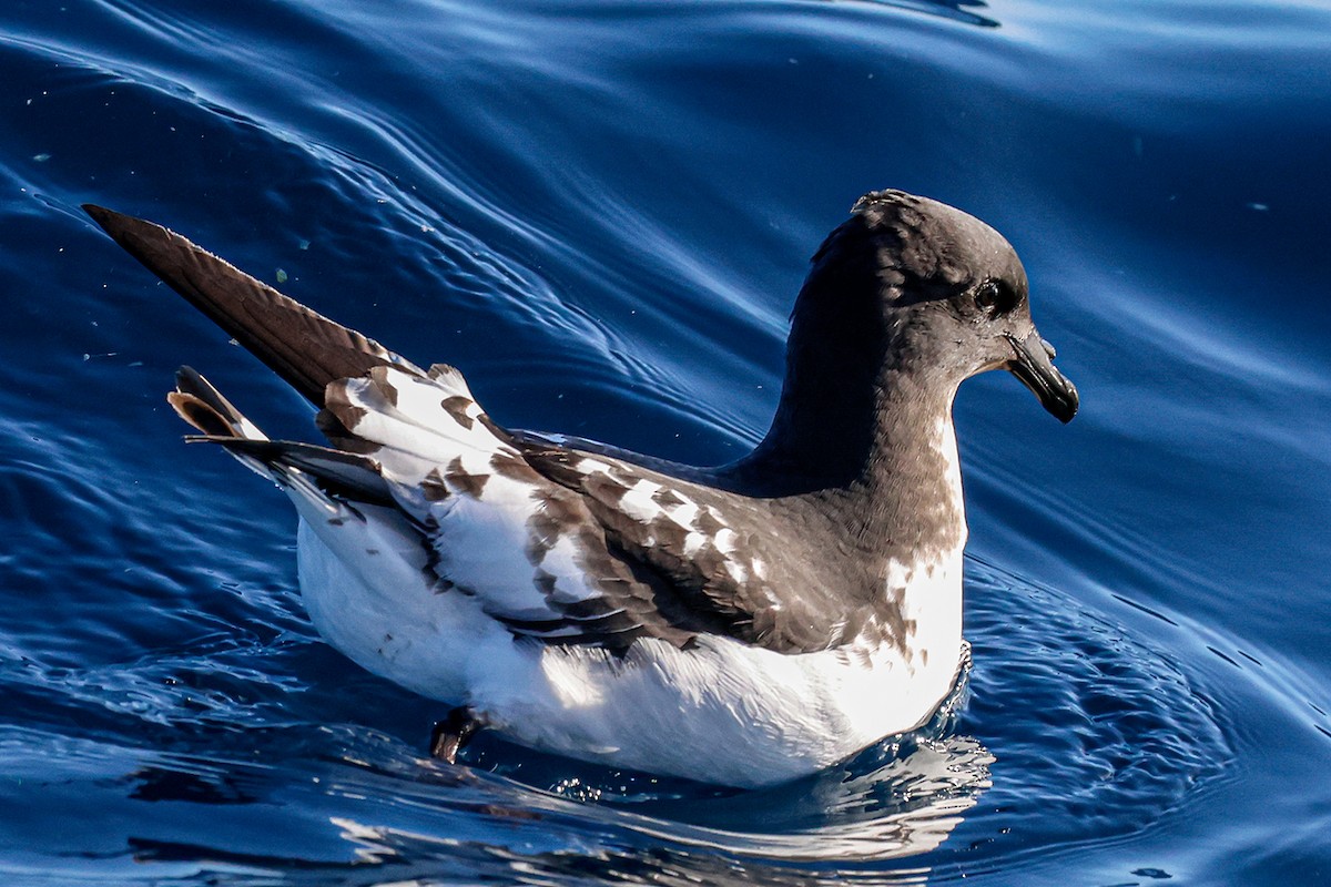 Cape Petrel - ML572765031