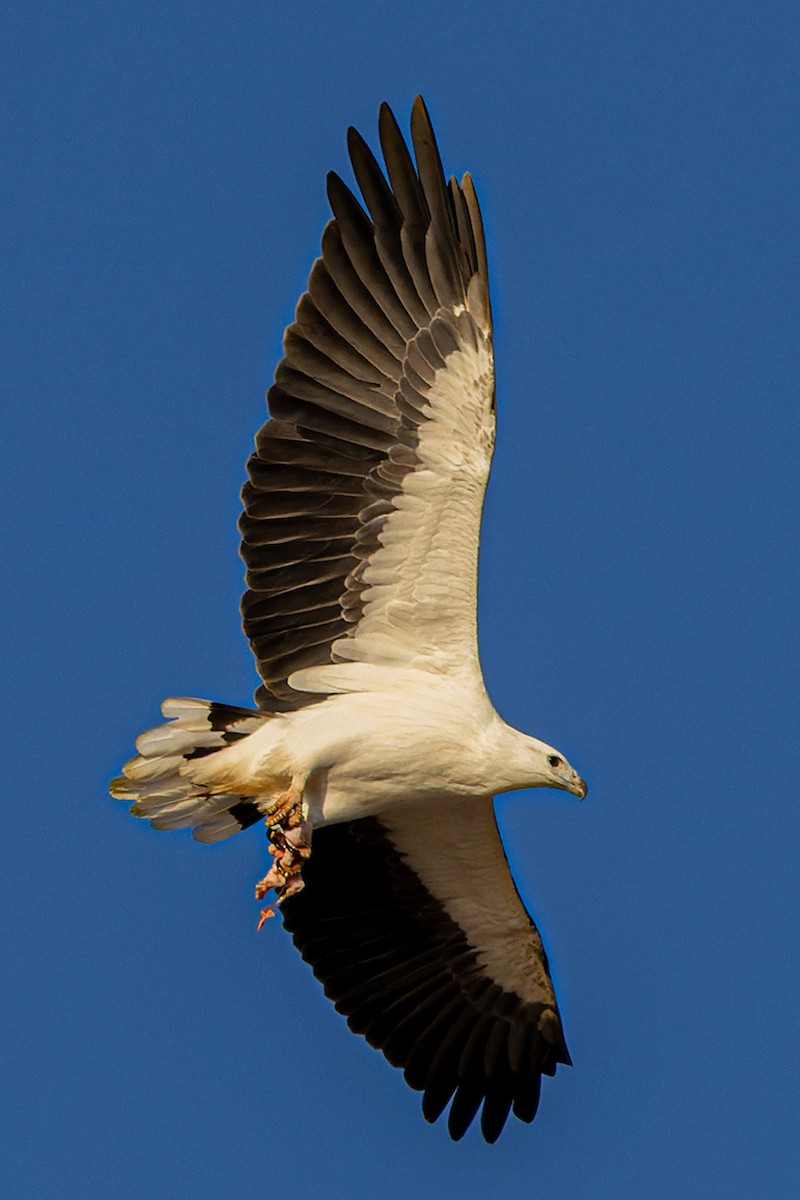 White-bellied Sea-Eagle - ML572765301