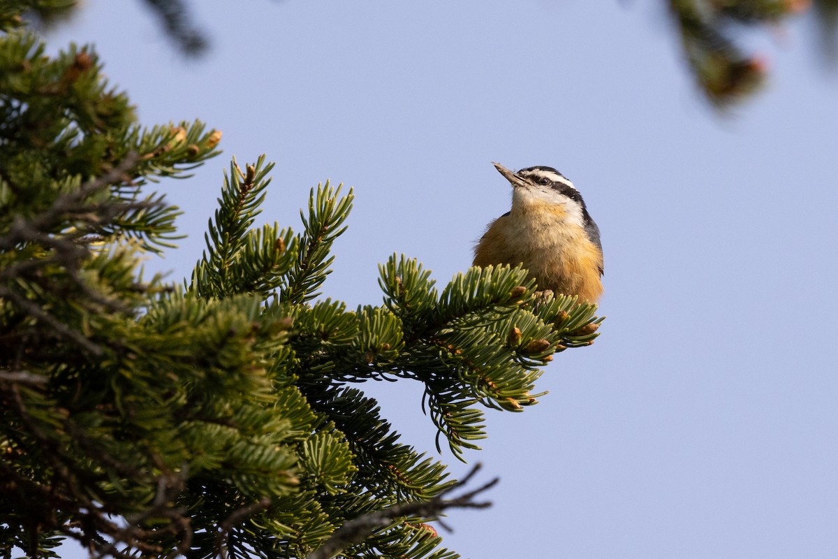 Red-breasted Nuthatch - ML572766131