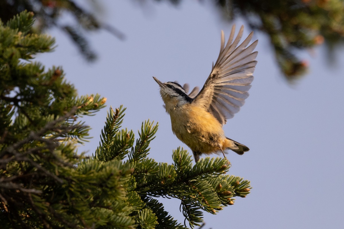 Red-breasted Nuthatch - ML572766141