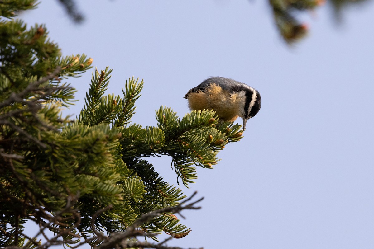 Red-breasted Nuthatch - ML572766151