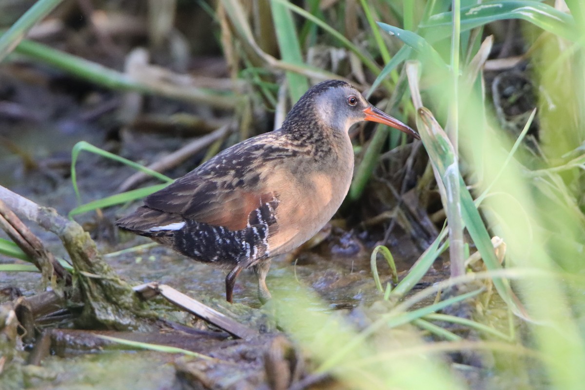 Virginia Rail - Sandy C