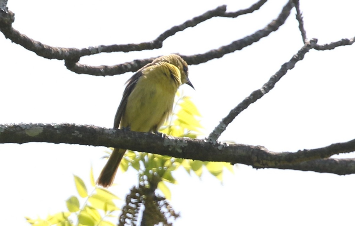 Orchard Oriole - ML572768461