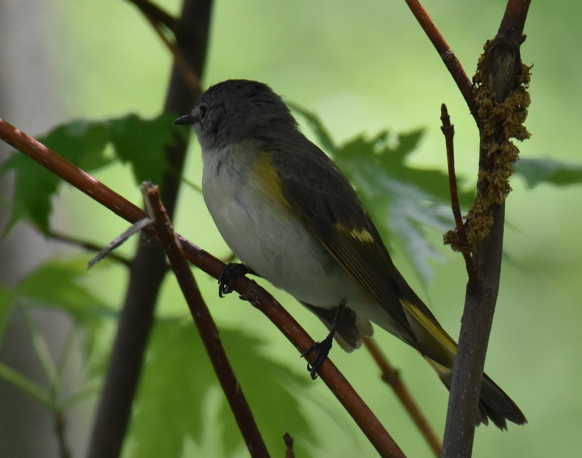 rødstjertparula - ML572769211