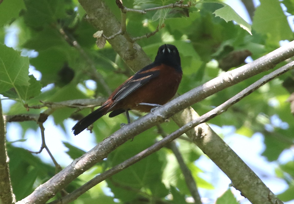 Orchard Oriole - ML572769591