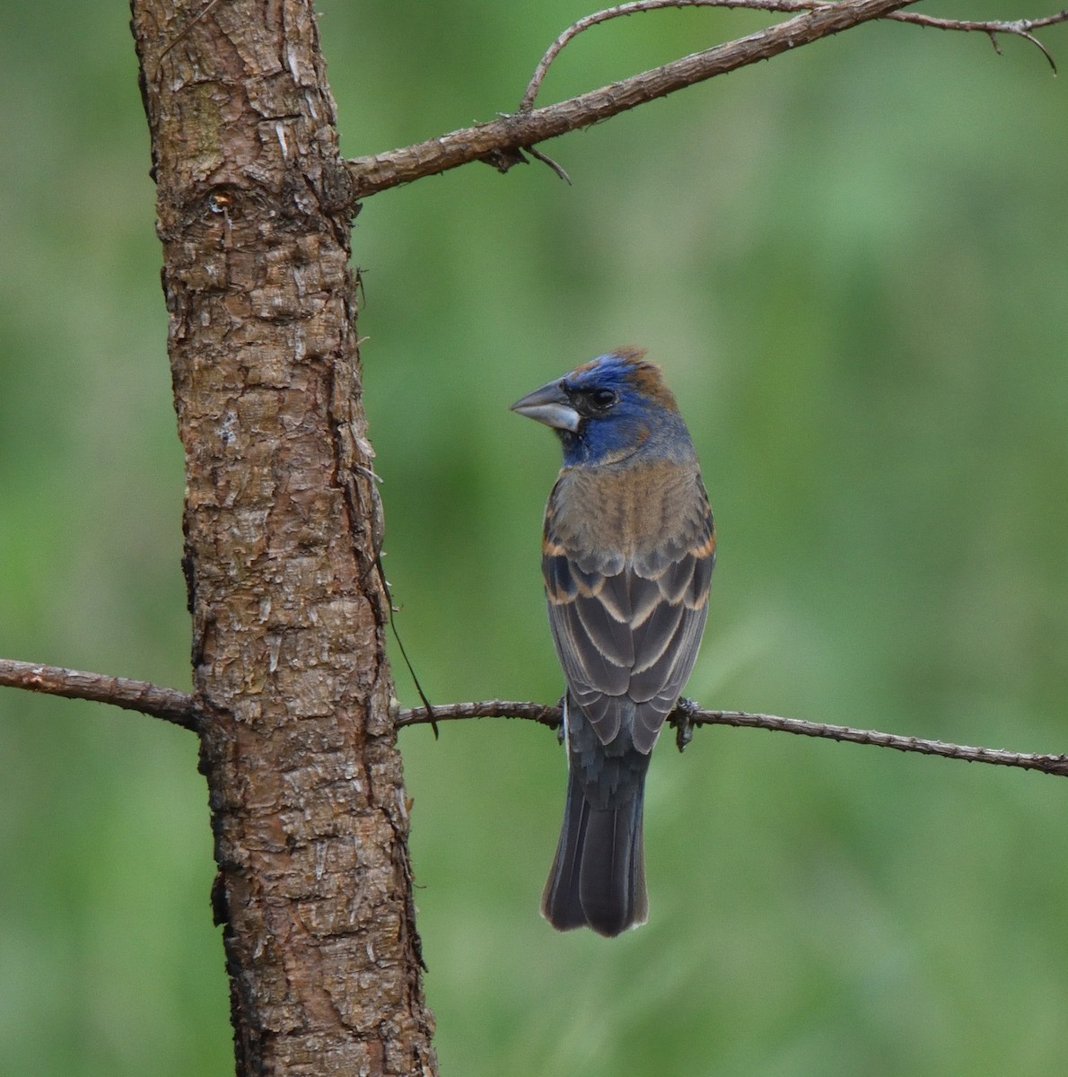 Blue Grosbeak - Richard Snow