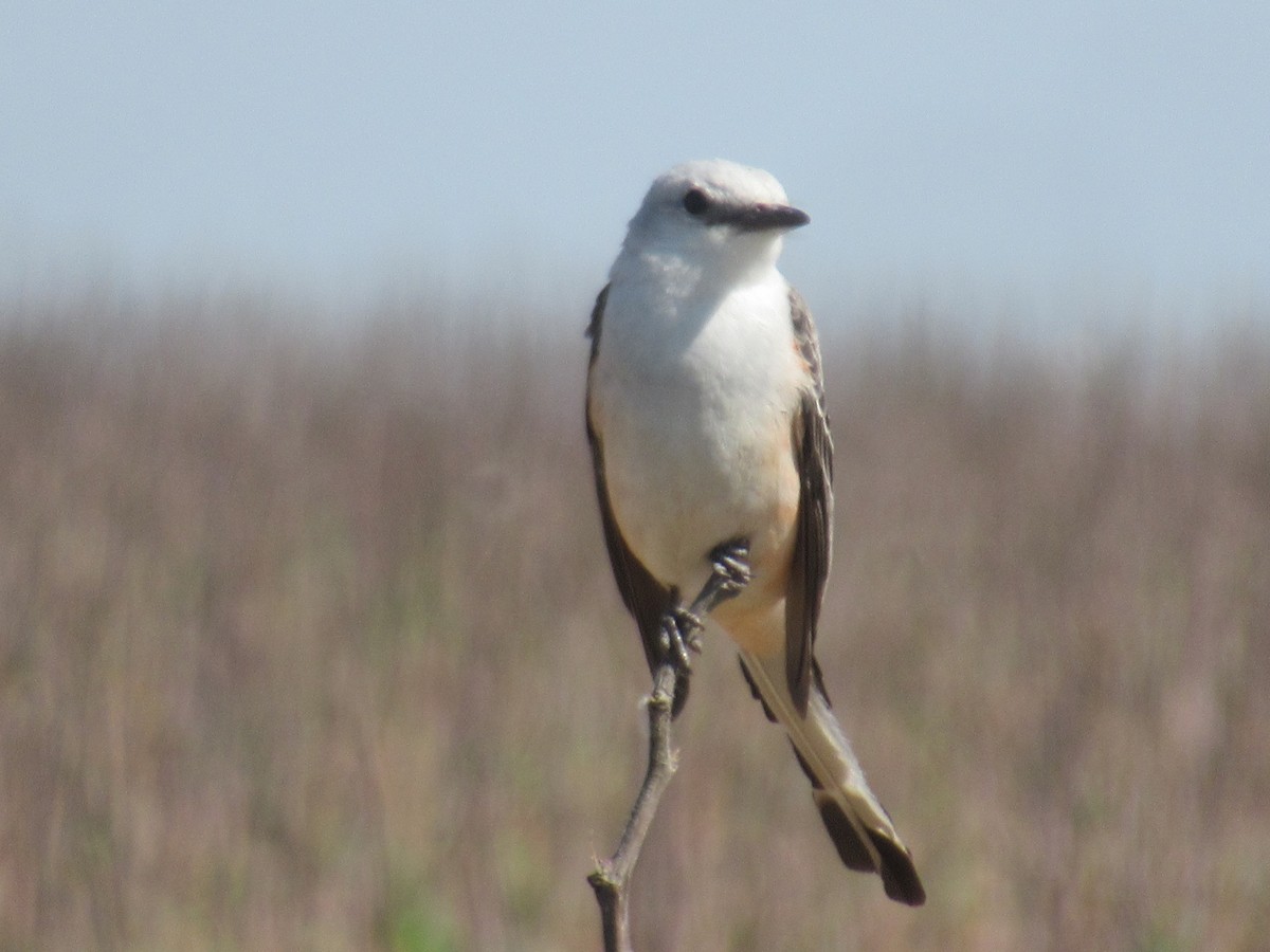 Scissor-tailed Flycatcher - ML572770901