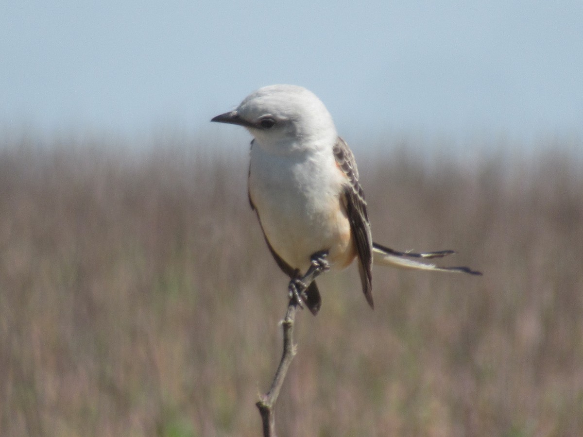 Scissor-tailed Flycatcher - Felice  Lyons