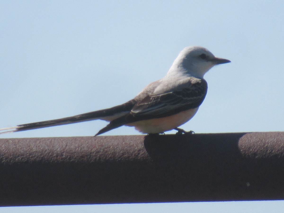 Scissor-tailed Flycatcher - ML572770921