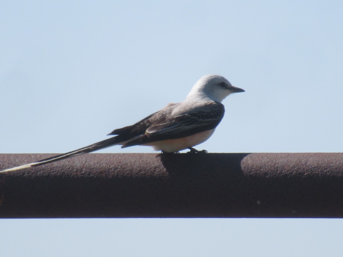 Scissor-tailed Flycatcher - ML572770941