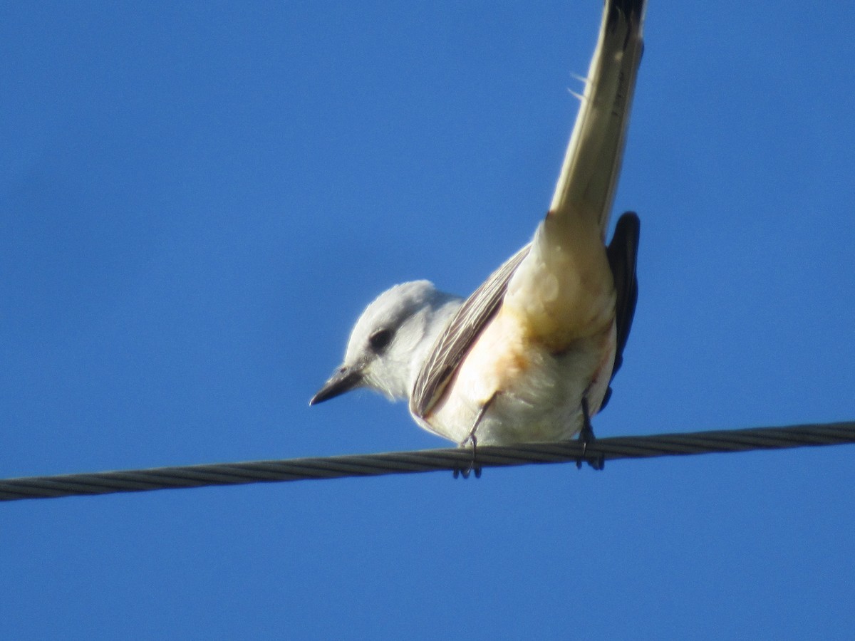 Scissor-tailed Flycatcher - Felice  Lyons