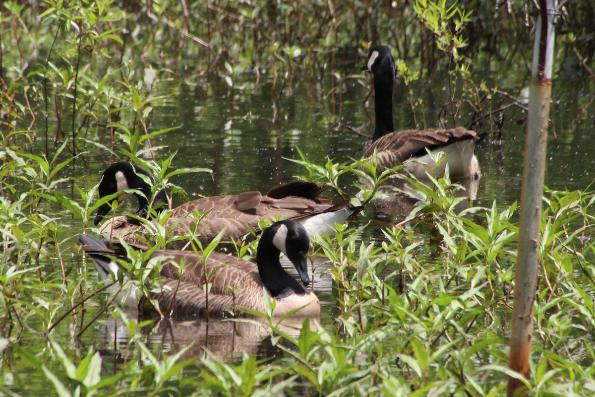 Canada Goose - ML572771361