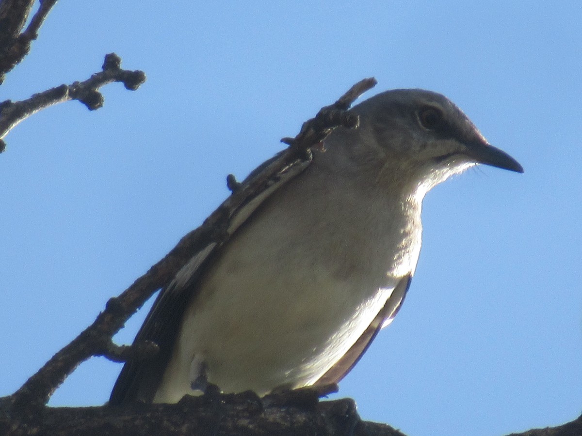 Northern Mockingbird - ML572771461