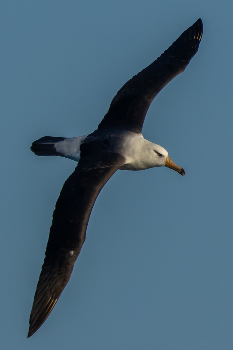 Albatros à sourcils noirs (impavida) - ML572771741