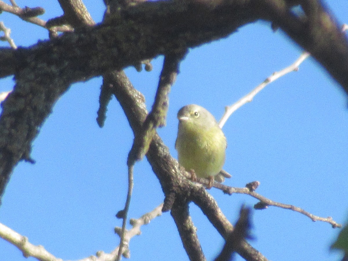 Orange-crowned Warbler - Felice  Lyons