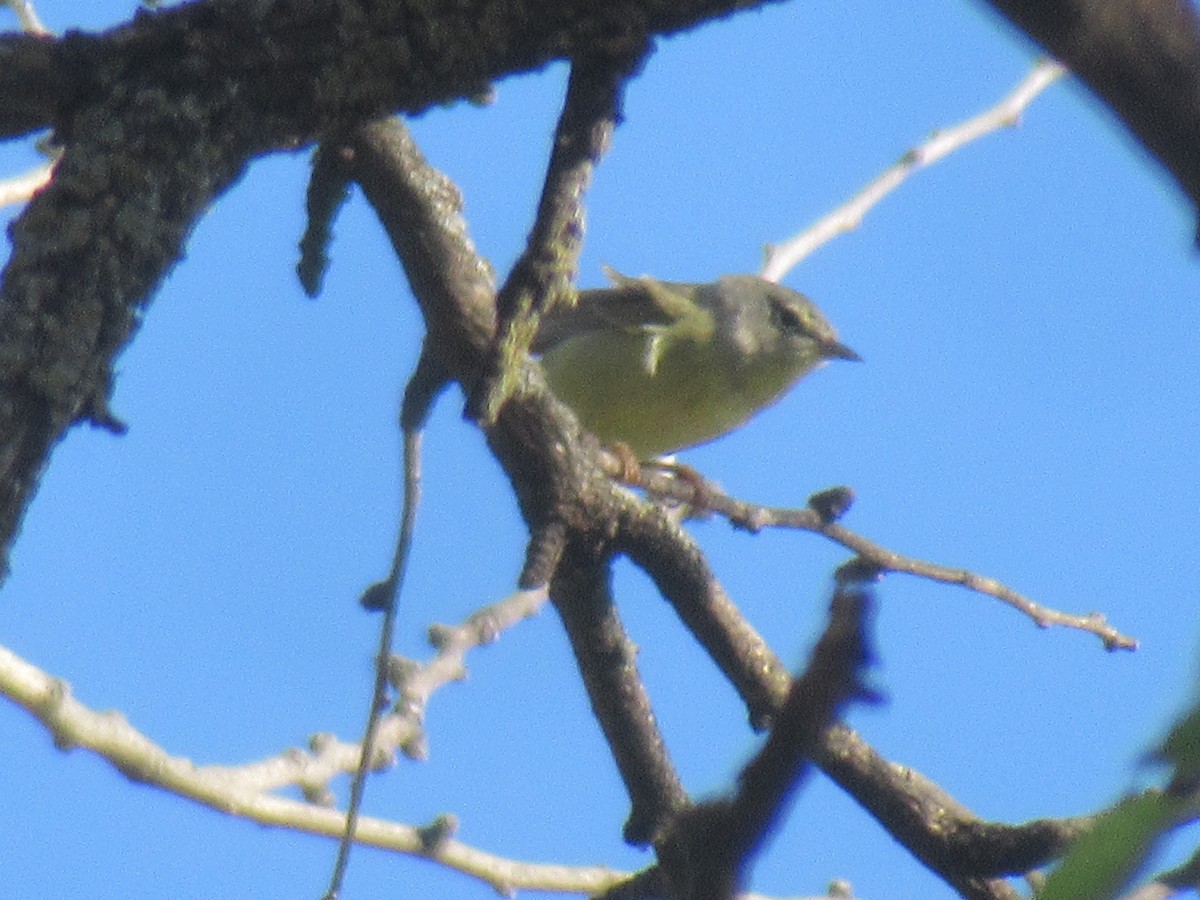 Orange-crowned Warbler - Felice  Lyons