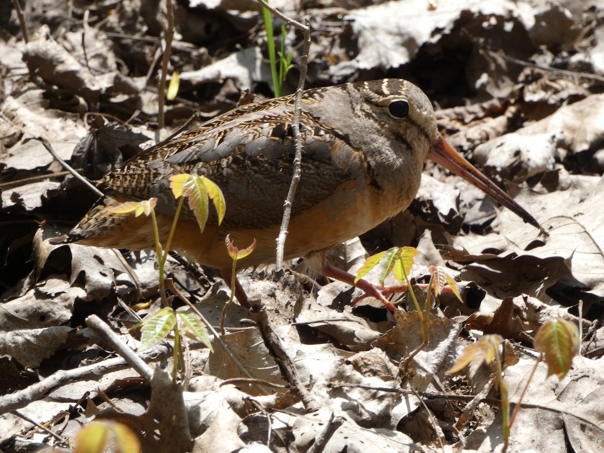 American Woodcock - Marieta Manolova