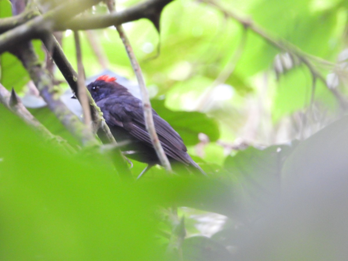 Sooty Ant-Tanager - ML572772151