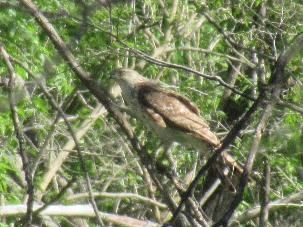 Cooper's Hawk - Felice  Lyons