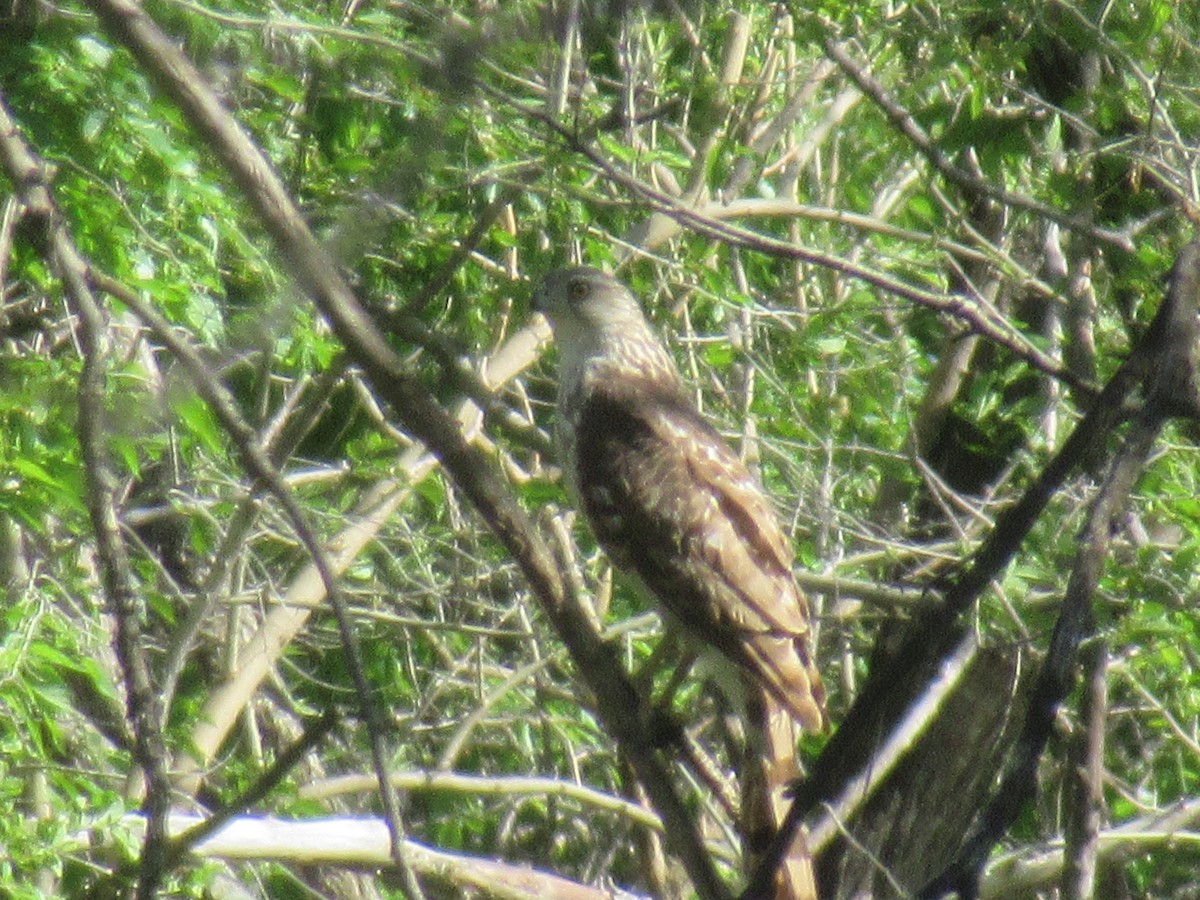 Cooper's Hawk - Felice  Lyons