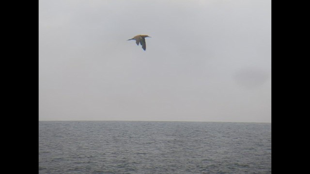 Cocos Booby - ML572772581