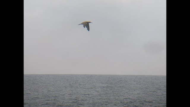 Brown Booby - ML572772581