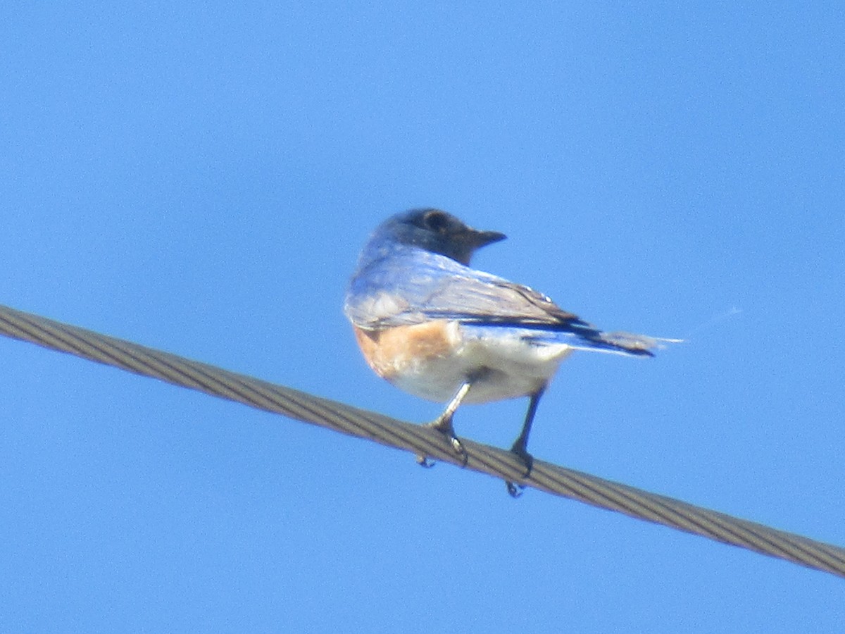 Eastern Bluebird - ML572772941