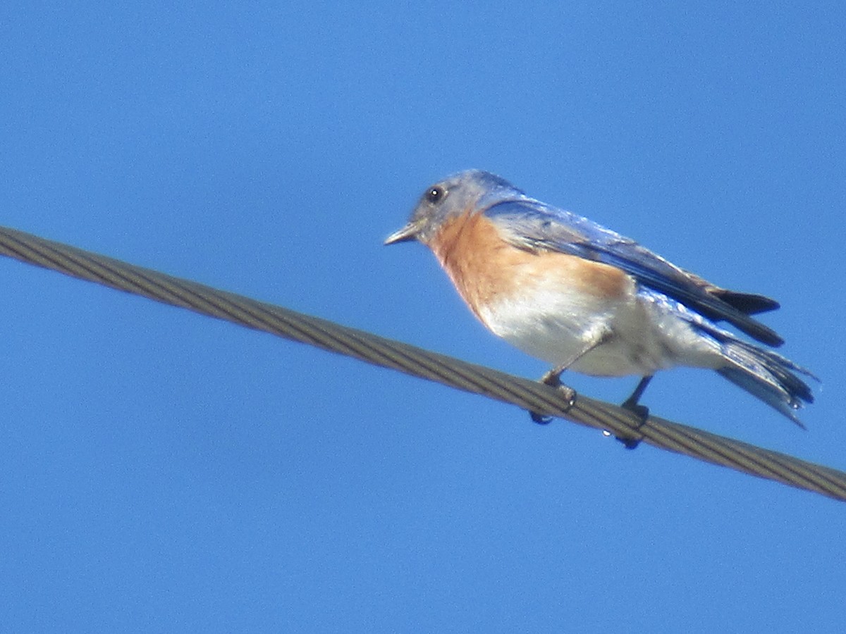 Eastern Bluebird - ML572772951