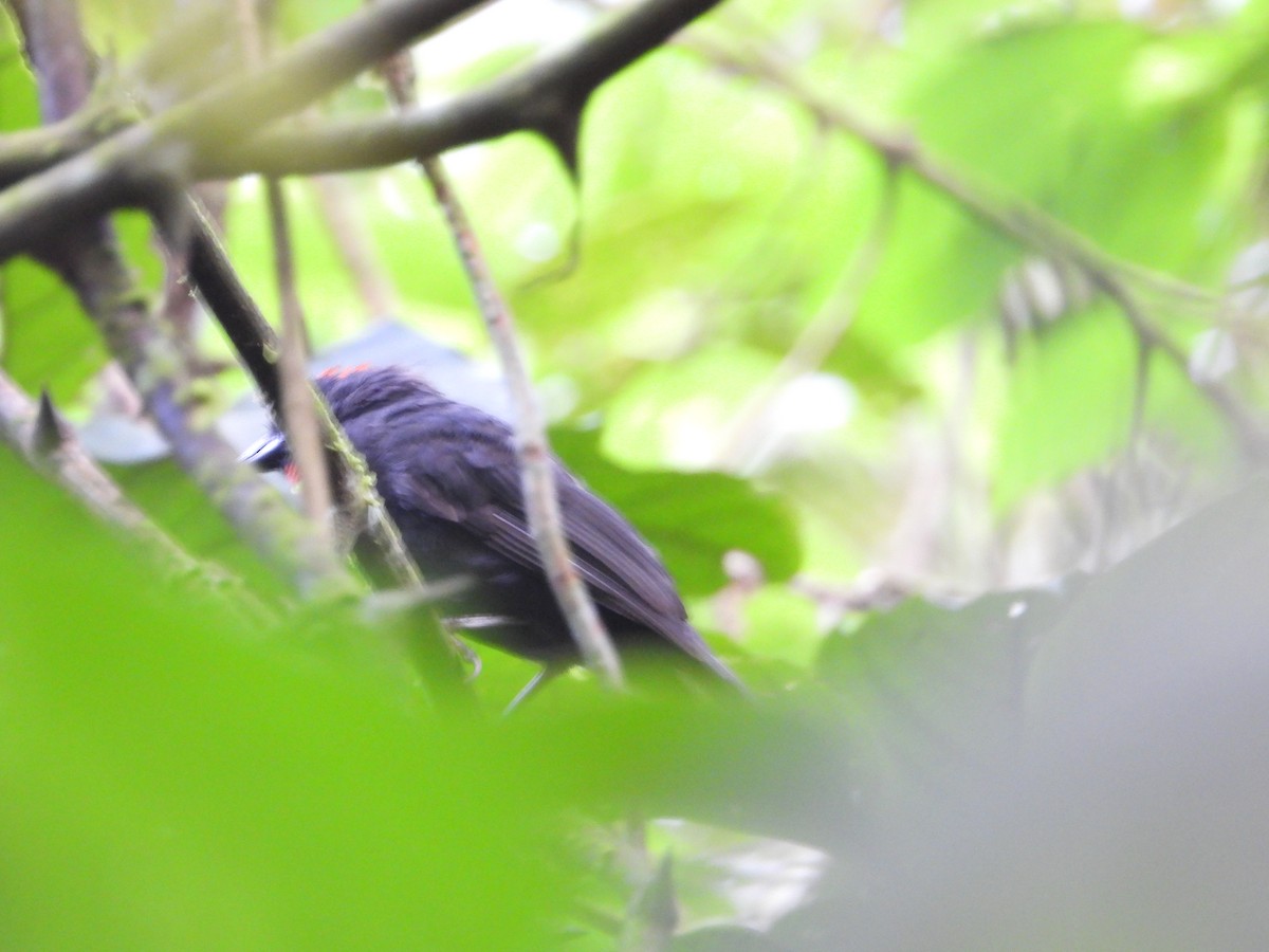 Sooty Ant-Tanager - ML572773131