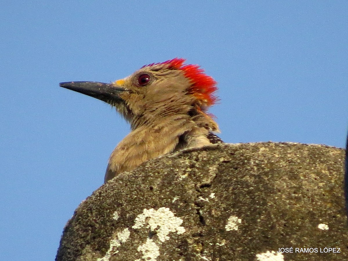 Golden-fronted Woodpecker - ML572773151