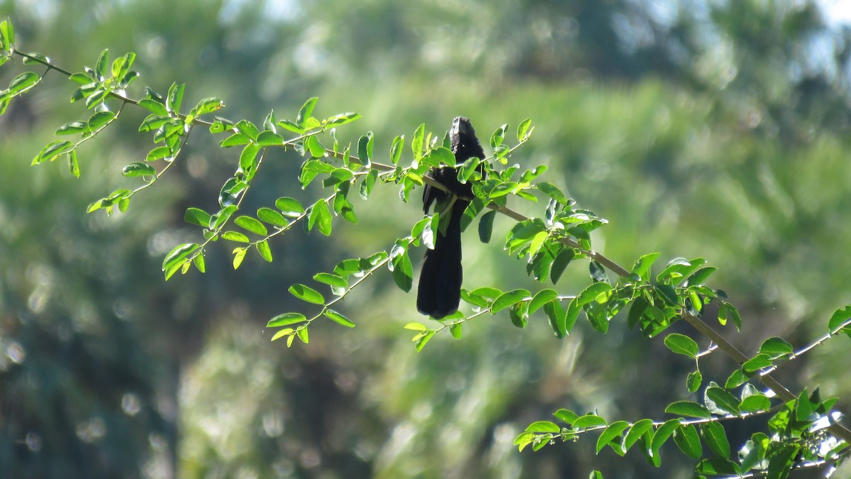 Smooth-billed Ani - ML572773301