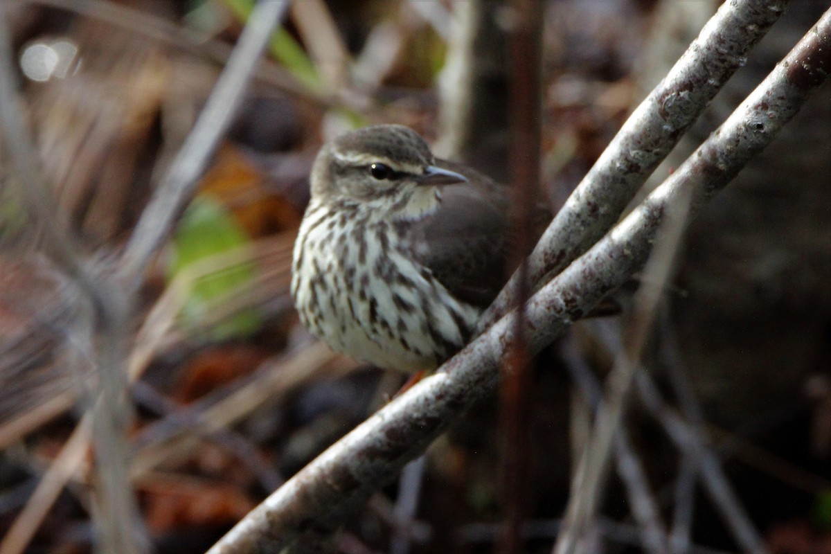 Northern Waterthrush - ML57277361