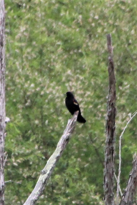 Red-winged Blackbird - ML572773691