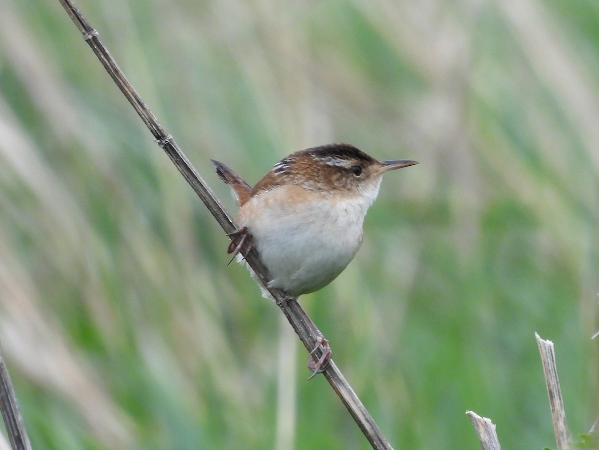 Marsh Wren - ML572774931