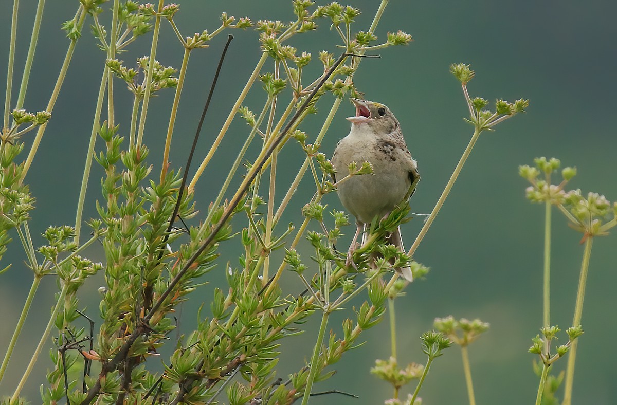 Grasshopper Sparrow - ML572775341