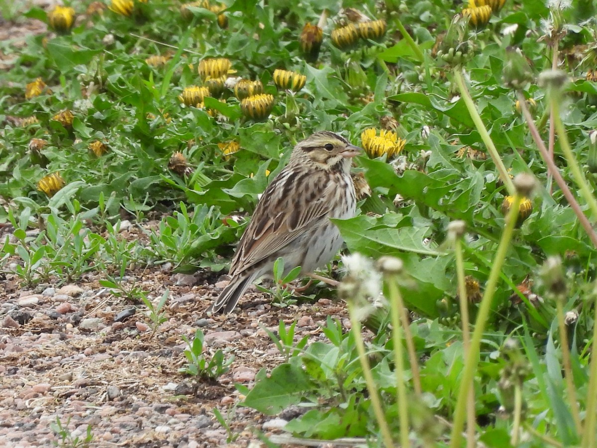 Savannah Sparrow - Jenny Young