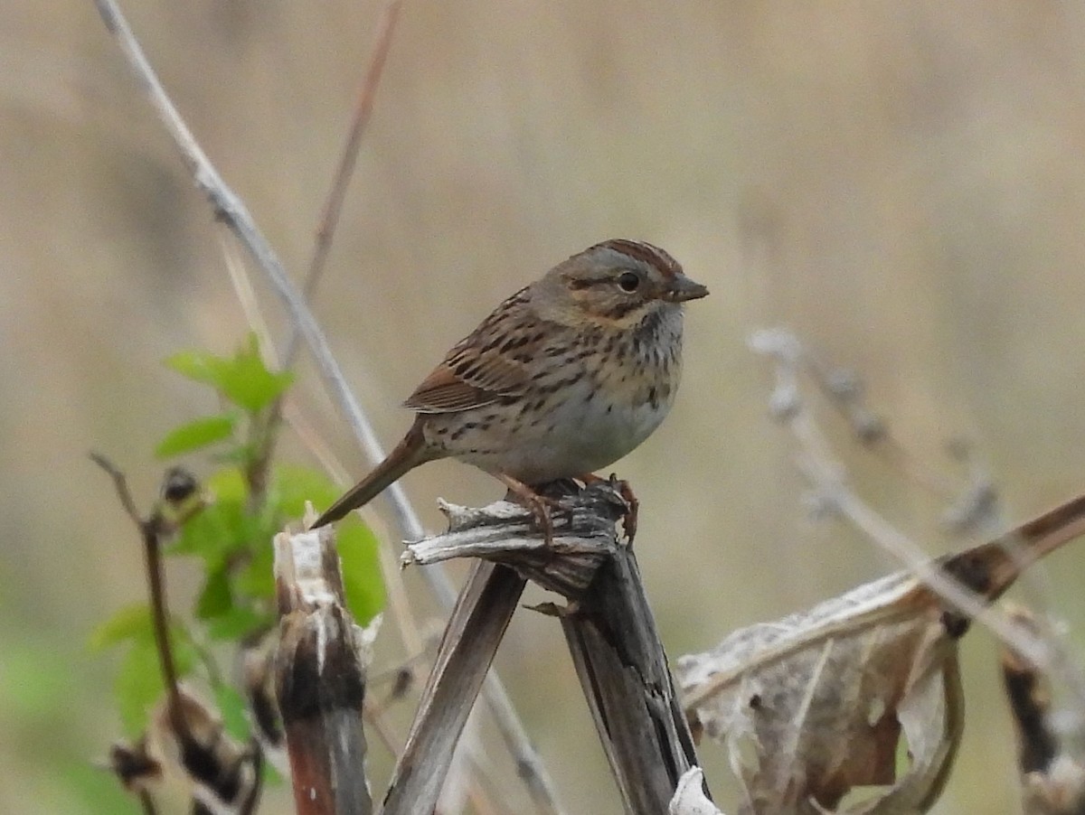 Lincoln's Sparrow - ML572775651