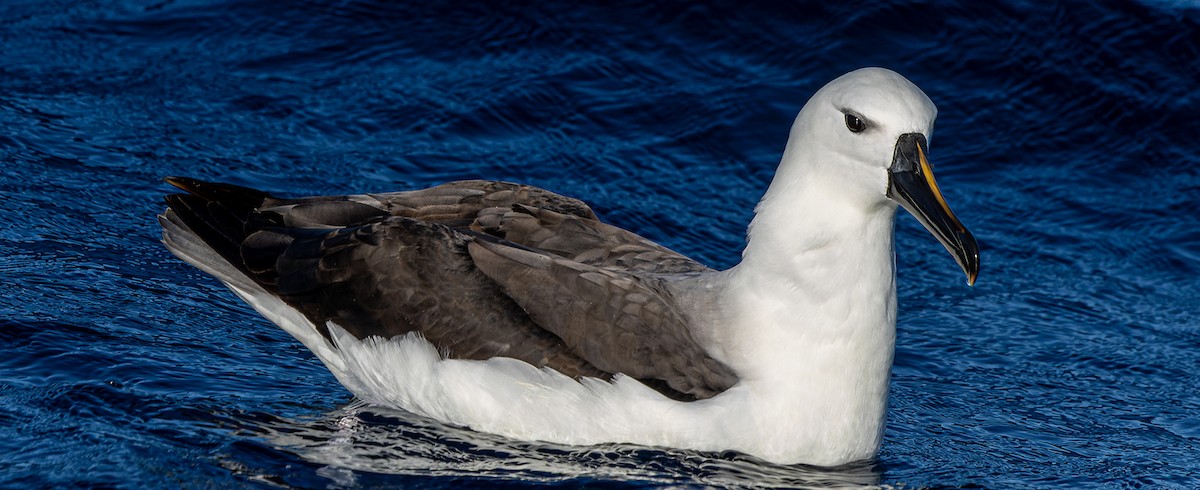 Indian Yellow-nosed Albatross - Rodney Falconer